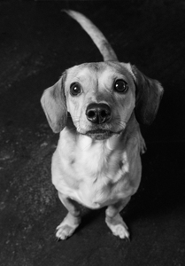 Fundraising Page: Charlie Pierce